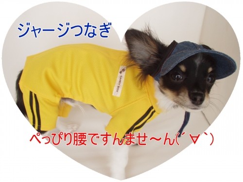 もうすぐ運動会シーズン!(U・ω・U)