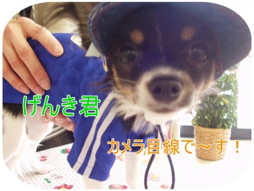 お客様のワンちゃん達 (U・ω・U)
