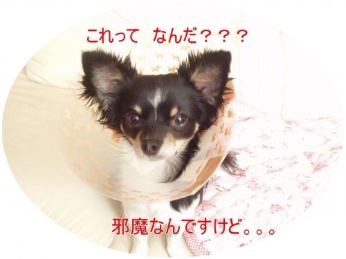 なんだかな~~~(U・ω・U)