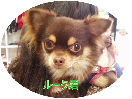 おめでとう~!(U・ω・U)