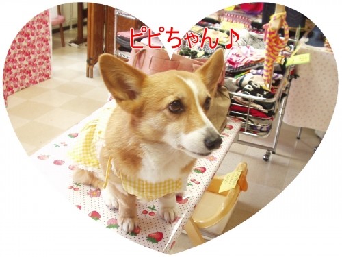 フレンドリーな(U・ω・U)ちゃん達♪