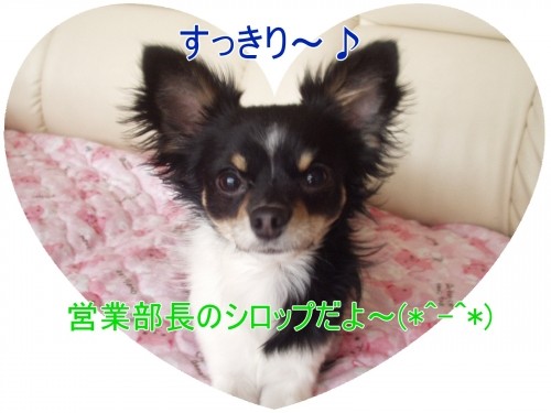 すっきり!すっきり!だ(U・ω・U)ワン♪