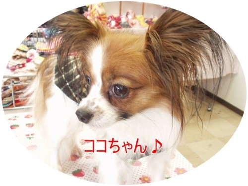 お洋服デビュー♪ (U・ω・U)