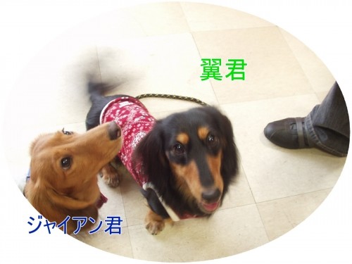 興味津々だワン!(U・ω・U)