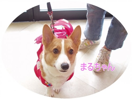 どう?似合うでしょ♪♪♪