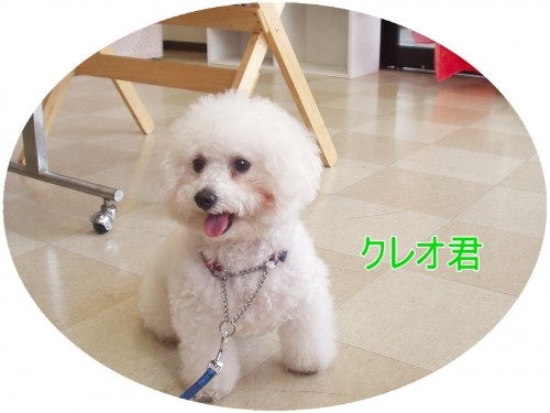 犬泉くん???(U・ω・U)
