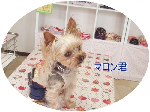 お嫁さんいませんか~?(U・ω・U)