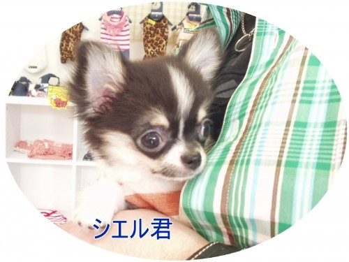 チワワの日？？？（U・ω・U）　　ＮＯ２