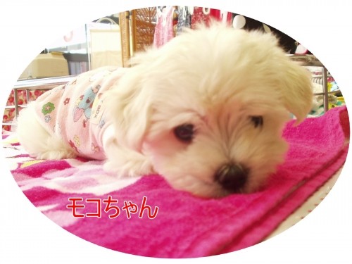 ぬいぐるみ。。。みたい♪(U・ω・U)