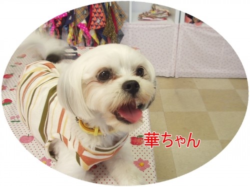 癒されるよね~(U・ω・U)