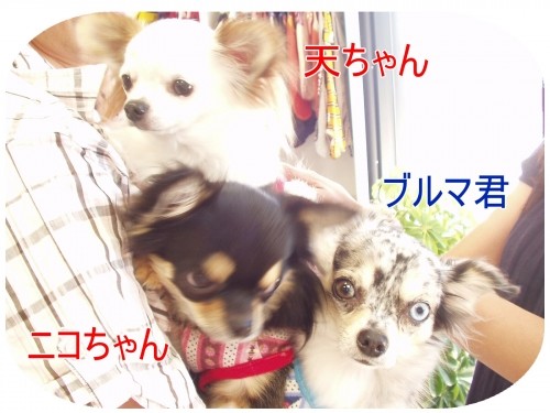 ワンちゃん大集合！（U・ω・U）