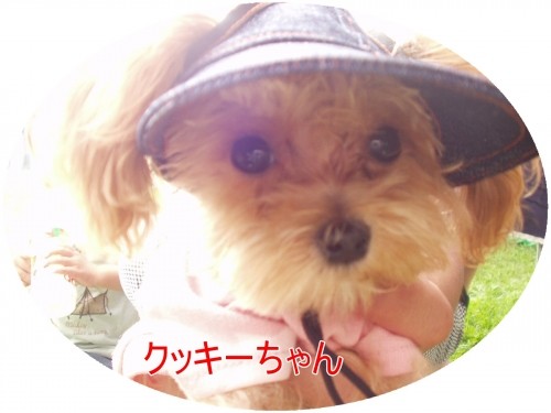 楽しかったよ～♪わんわん運動会（U・ω・U）