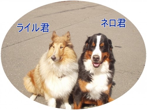 大きいねぇ～！（U・ω・U）