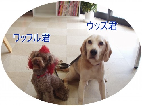ス・テ・キね♪(U・ω・U)