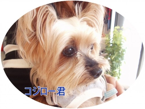 可愛い~♪(U・ω・U)