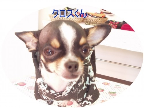 大きくなりましたよ~♪ (U・ω・U)