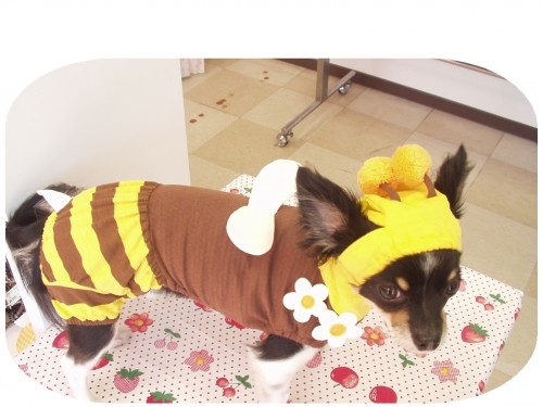 ミツバチ。。。??? (U・ω・U)