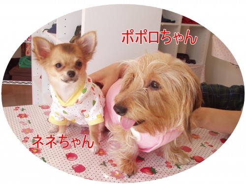 仲良しで~す♪ (U・ω・U)