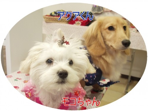 いつもありがとう♪ (U・ω・U)