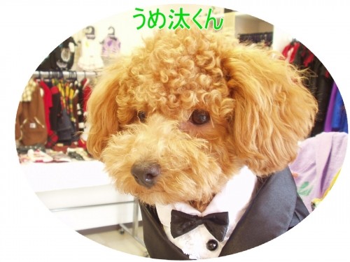 新郎だワン♪（U・ω・U）