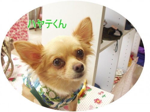 寒くなってきたワン！（U・ω・U）