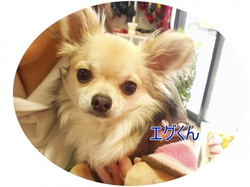 はじめまして～（U・ω・U）