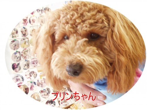 寒いけど元気だワン！（U・ω・U）
