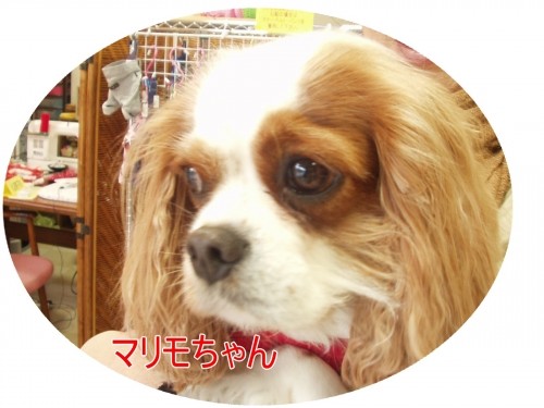 これからもヨロシクね!(U・ω・U)