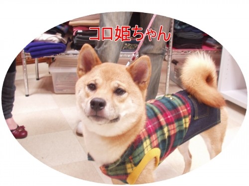 お洋服だ~いすき♪だワン(U・ω・U)