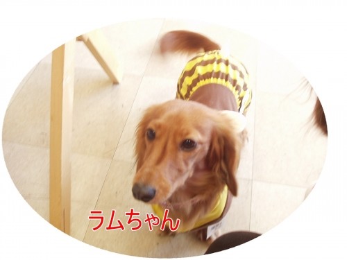 みつばち♪に変身～！（U・ω・U）