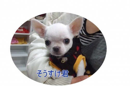 来年もよろしくね　（U・ω・U）