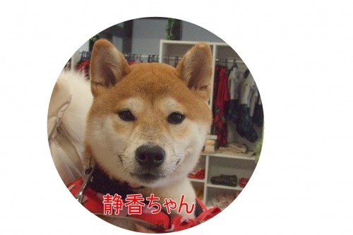 NO２です～（U・ω・U）