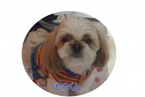 ～2010年のワンちゃんたち～　（U・ω・U）