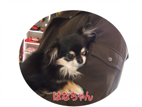 はじめまして～のワンちゃんたち（U・ω・U）