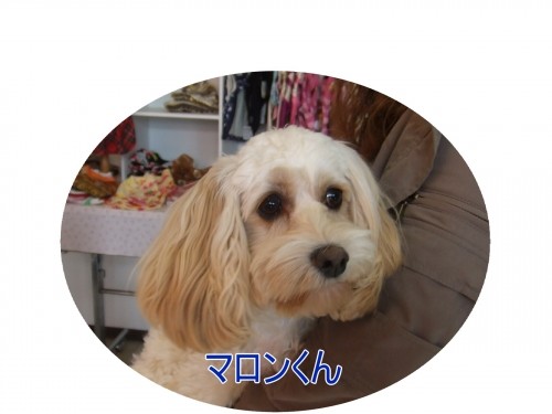 お友だちいっぱい～（U・ω・U）