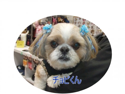 いつもありがとう♪（U・ω・U）
