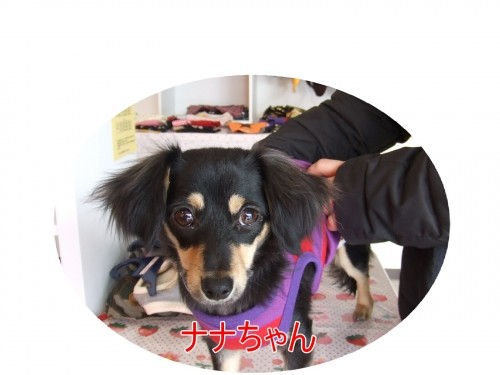 ちょっぴり大きくなりました♪（U・ω・U）