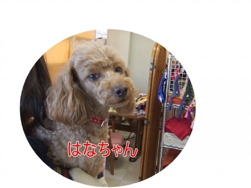 はじめまして～（U・ω・U）