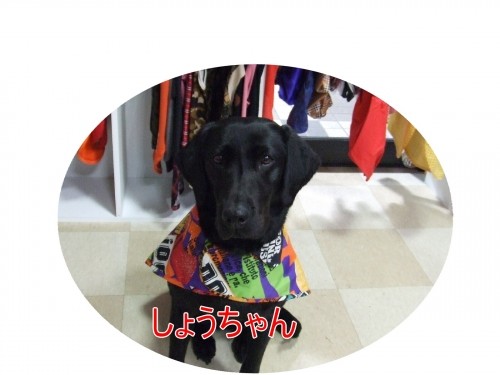 大きなワンちゃんもオシャレ～♪（U・ω・U）
