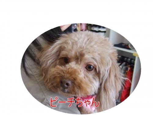＝ＮＯ２＝