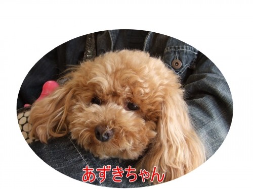 日曜のワンちゃん　ＮＯ２