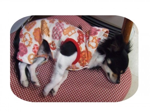 9日までお休みします(U・ω・U)