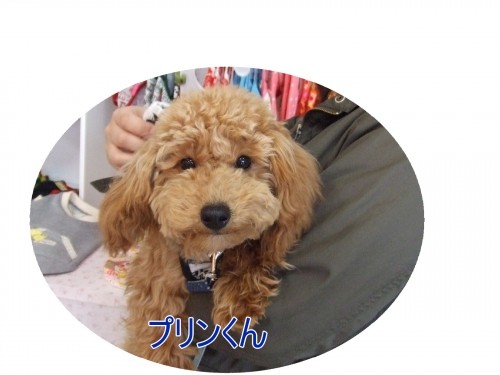 春だねぇ~(U・ω・U)