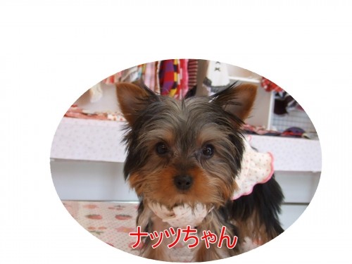 はじめまして~♪(U・ω・U)
