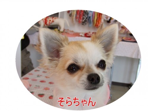 昨日の続きです～（U・ω・U）