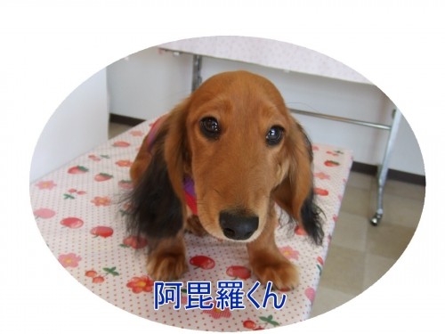 はじめまして~(U・ω・U)