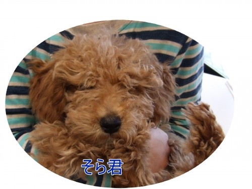 今日のお客さま（U・ω・U）
