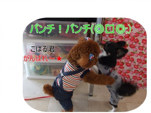 ボクシング?(U・ω・U)