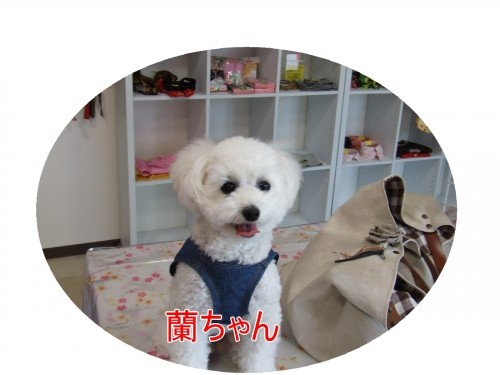 ２２日土曜日のお客様（U・ω・U）