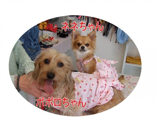 今日のお客様（U・ω・U）